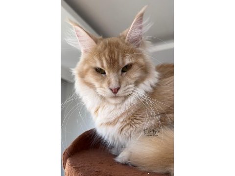 Türkiyenin her yerine teslim renk renk xxl maine coon