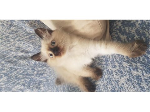 Safkan ragdoll yavrularımız yeni yuvalarını arıyor