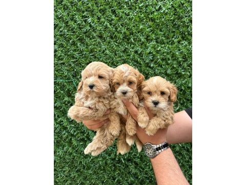 Kaliteli sevimli maltipoo yavruları