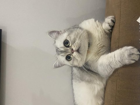 Kedimize kalıcı yuva arıyoruz