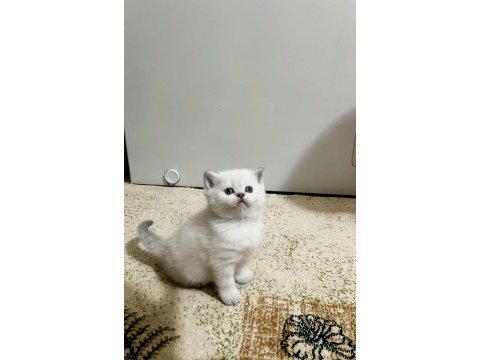 Safkan british shorthair açıklamayı okuyun lütfen