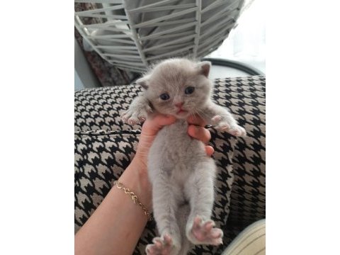 1.6.23 doğumlu british shorthair yavrularımız
