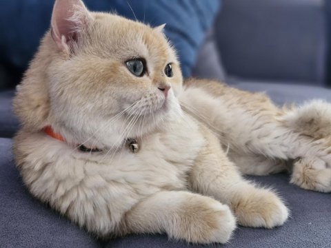 Golden british shorthair erkek