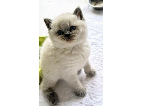 A kalite british shorthair yavrularımız yuvalarını arıyor