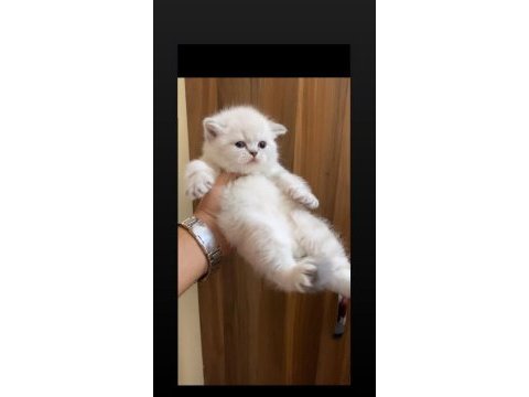 Safkan mavi göz ayıcık suratlı british shorthair yavrular