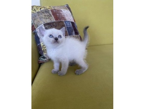 Acil sahiplendirmek istiyoruz çok tatlılar kedilerimiz