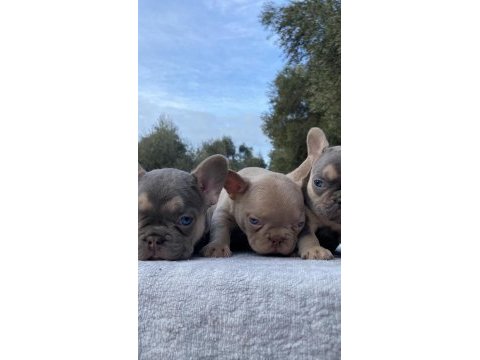 Muhteşem french bulldog yavrularımız