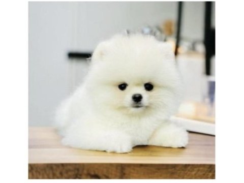 Pomeranian boo