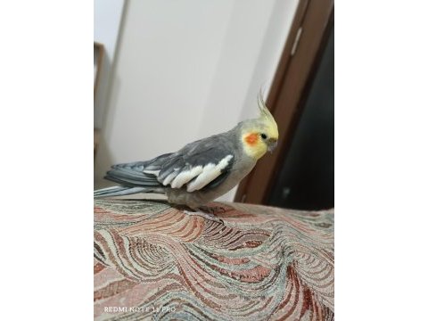 Dişi erkek sultan papağanı