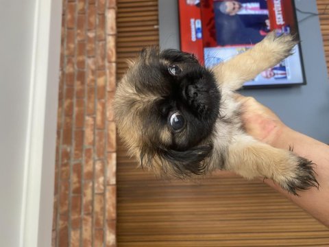 60 günlük pekinez köpekler