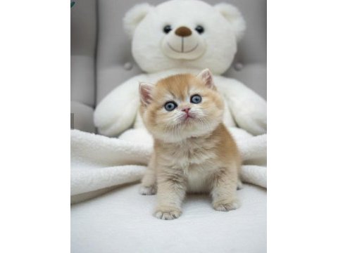 Neslinin en iyisi golden ny12 british shorthair yavrular