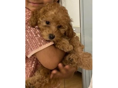 Poodle dişi