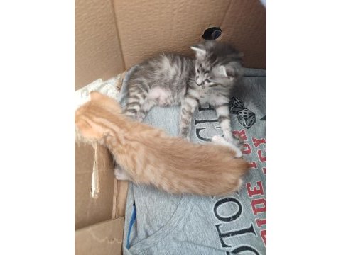 Acil yavru kedi sahiplendirilecek tekir