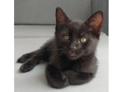 Catman kedimiz yuvasını arıyor