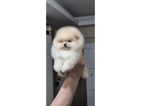 Üst kalite orijinal ırk ayı surat pomeranian boo dişi