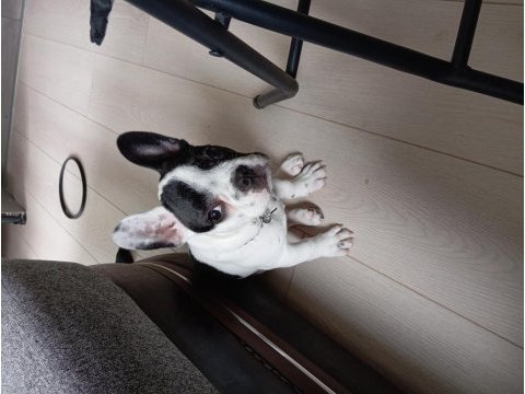 3 aylık anatomi harikası tuvalet eğitimli french bulldog