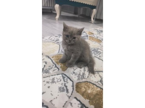 British shorthair yavrular teslime hazır