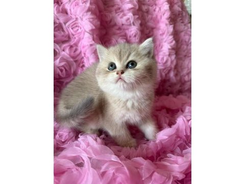 Dişi british shorthair