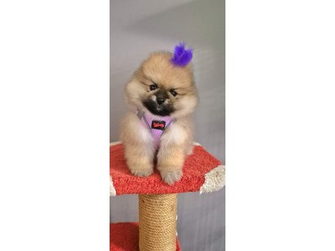 Teacup kız pomeranian