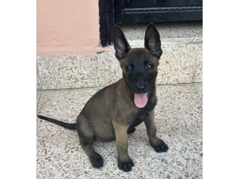 A kalite erkek ve dişi belçika malinois