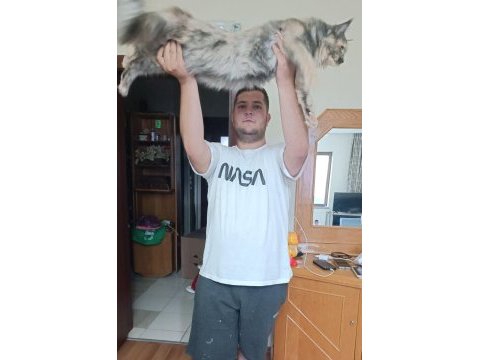 Dişi maine coon