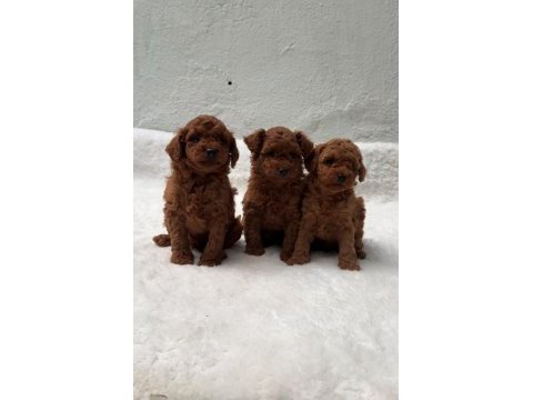 Seçkin poodle yavrular ziyarete açık 
