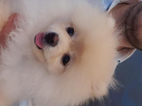 5 aylik secereli egitimli pomeranian boo