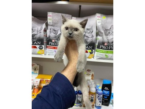 Pırıl pırıl blue point british shorthair bebekler