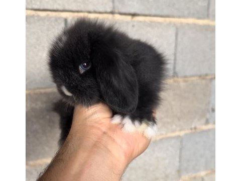 Blue ve siyah mavigöz hollanda teddy lop tavşan