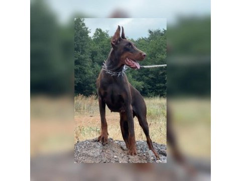 Fcı kıf secereli doberman yavruları