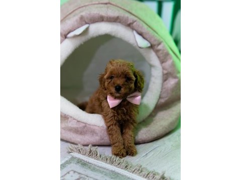 Ev üretimi toy poodle yavrularımız