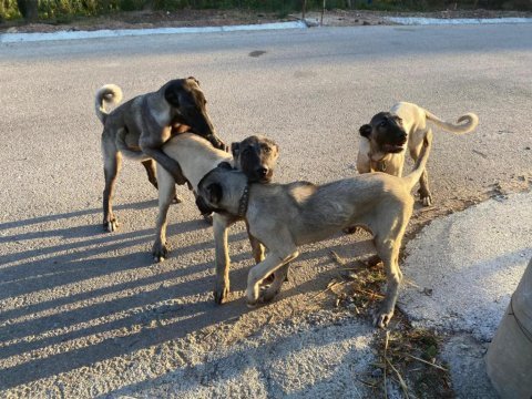 Orjinal kangal köpekleri