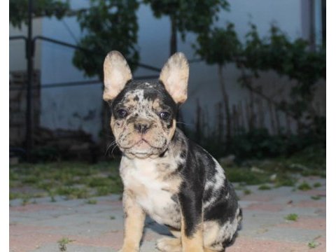 Süper kan blue merle - merle tan french bulldog yavruları