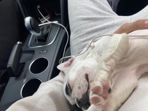2 aylık french bulldog