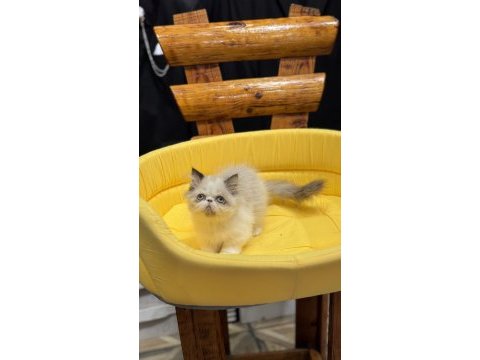 Exotic shorthair yavrularımız