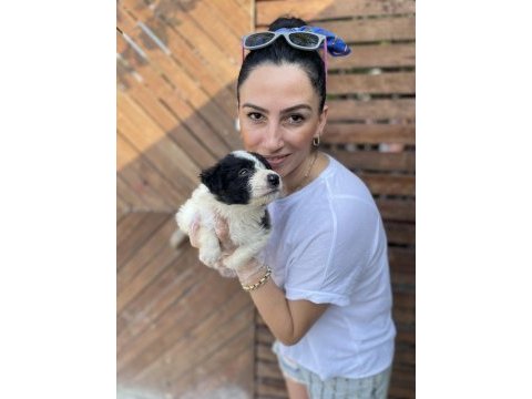 Border collie yavrularım sağlık ve ırk garantilidir
