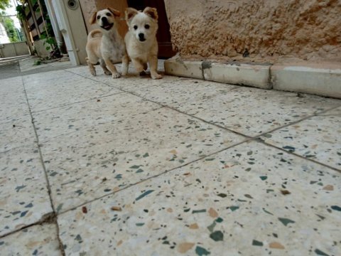 3 aylık rus finosu bir dişi bir erkek