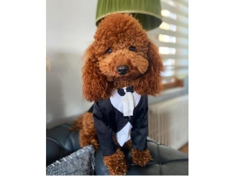 Safkan poodle yavrularımız
