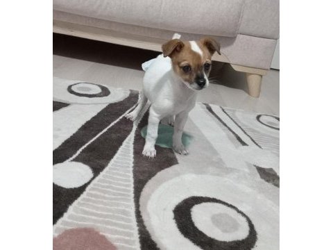 Orijinal jack russell köpeği
