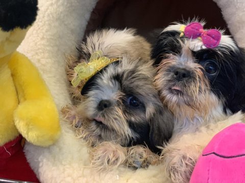 Wc eğitimli shih tzu yavrularımız