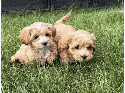 Çift renk özel kore maltipoo yavrular