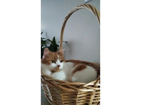 British longhair kırması dostlarımız yuva arıyor