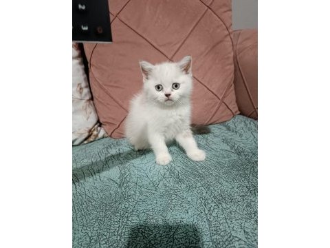 Ev kedisi