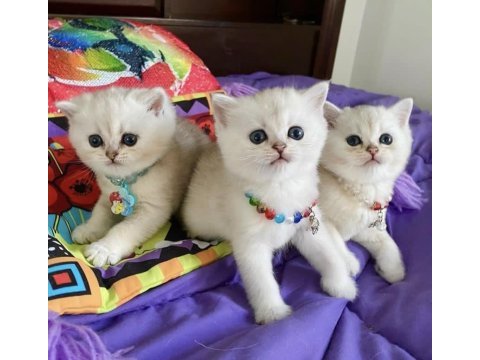 Brıtısh shorthair yavrular