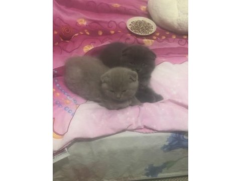 Scottish fold iki kardeş