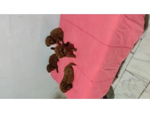Baba kore anne toy poodle bebekler