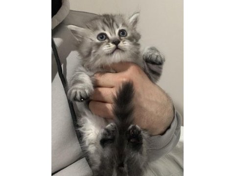 Evden eşsiz show kalite british shorthair yavrular