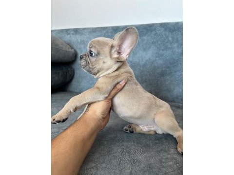 Renkli göz blue fawn merle exotic french bulldog bebek