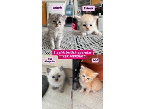 British yavrular 1 aylık (2 dişi 2 erkek)
