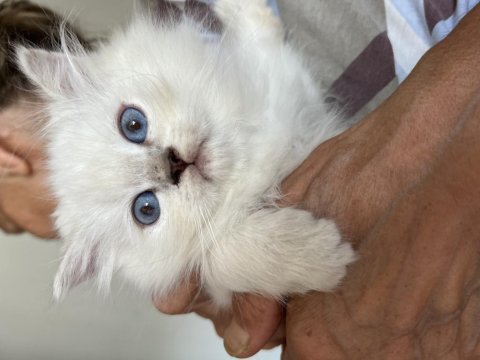 British longhair erkek yavru